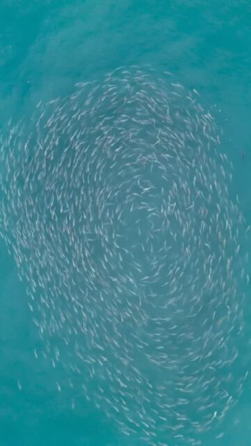 The Dance Beneath the Waves.

#tasmantravels #kaikoura #newzealand #ocean #fish #nature #kaikōura #sea #love #dance #magic #earth