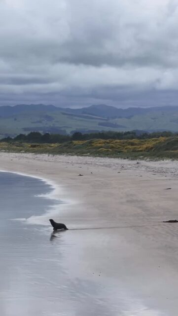 Sometimes you’ve just got to go! 
We were way more than 50 metres away, our @djiglobal drone has zoom, and we’re good hoomans!

#tasmantravels #nature #marinelife #ocean #newzealand