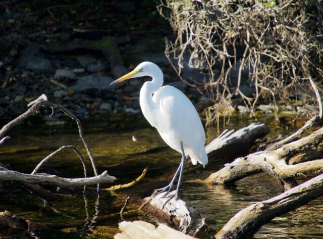 Kōtuku White Heron aboard a scenic cruise on Lake Māpourika with @franzjoseftours 🤍
Our second time aboard and it won’t be our last.
The water like glass, reflections of the Southern Alps stretching out in front of you, and the quiet feeling of being somewhere truly ancient.
One of the things we love most about this cruise is how small and personal it is. Just a handful of people aboard means there’s space to take it all in properly, to drift, to notice things you’d otherwise miss.
We felt lucky to have Dale as our skipper and guide again. His knowledge of the area, the wildlife, and the stories of this place adds so much depth to the experience. You can tell how much he genuinely cares about sharing it.
And of course… we couldn’t resist jumping in at the end.. We were so chuffed when Cam followed right behind us, straight in without hesitation.
A calm, special experience we’ll keep coming back to.
#tasmantravels #franzjosef #lake #cruise #nature