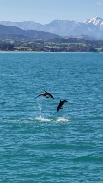 The coast off of @kaikouranz never fails! 🐬 

And we were the required distance away. Zoom on @dji is an amazing thing.

#tasmantravels #nature #ocean #dronephotography #newzealand