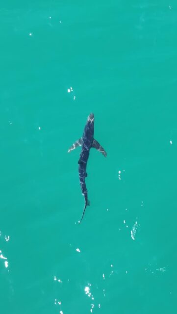 Blue Shark? Off of the @kaikouranz How beautiful. Beautiful.

#tasmantravels #newzealand #travel #love #nz