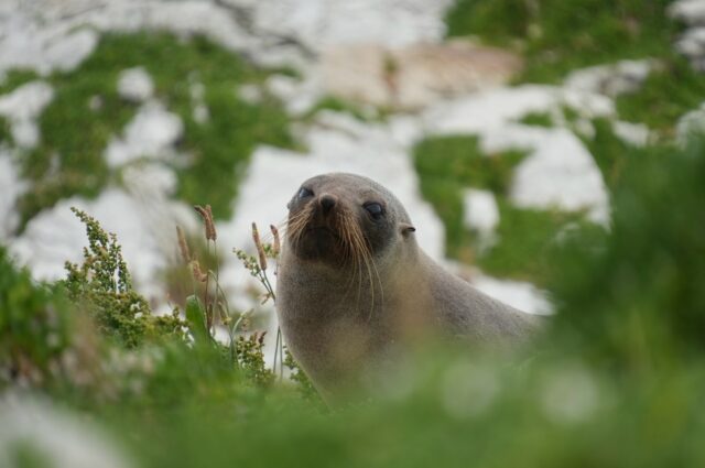 Whilst visiting @kaikouranz we had to do the Kaikōura Peninsula Walkway, as always… a special place.
This stunning coastal track wraps around the peninsula with incredible views of the Pacific Ocean, rugged cliffs and the dramatic Kaikōura Ranges rising behind you. It’s about 11km in total, but you can easily walk shorter sections and still experience the magic. The folks absolutely loved it, and we found ourselves stopping constantly just to soak it all in.
One of the highlights is seeing the kekeno / New Zealand fur seals that call this coastline home. You’ll often spot them lounging on the rocks or swimming just offshore, which is pretty incredible to witness in the wild.
But it’s really important to keep your distance (at least 20 metres). Unfortunately we saw a few people getting far too close just for a photo. Whether you’re visiting or lucky enough to live here, these are still wild animals, and respecting their space helps protect them and keeps everyone safe.
A beautiful walk and a reminder of just how special Kaikōura really is.