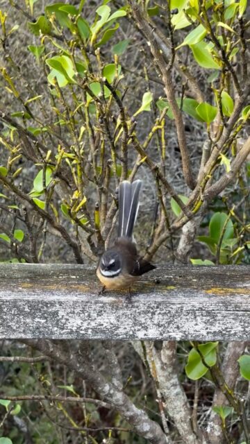 How many pīwakawaka??
#tasmantravels #newzealand #birds #nature #travel