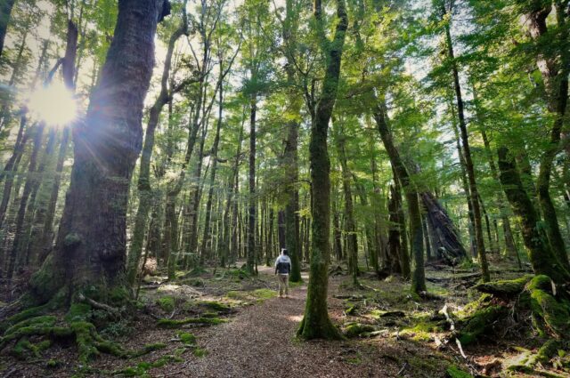 “And into the forest I go, to lose my mind and find my soul.”
— John Muir

📍Lake Sylvan Track, Mount Aspiring National Park 

#tasmantravels #nature #newzealand #explore #life