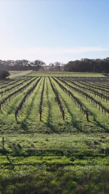 📍 Frank Potts Reserve freedom camps! 🍷 🍷 🍷