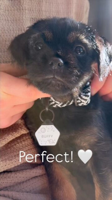 Let’s get Buffy’s @arcticsammy Aoraki leash ready!
#tasmantravels #arcticsammy #dogsofinstagram #borderterrier #dogs